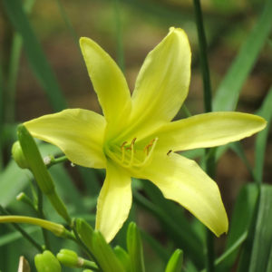 Hemerocallis thunbergii