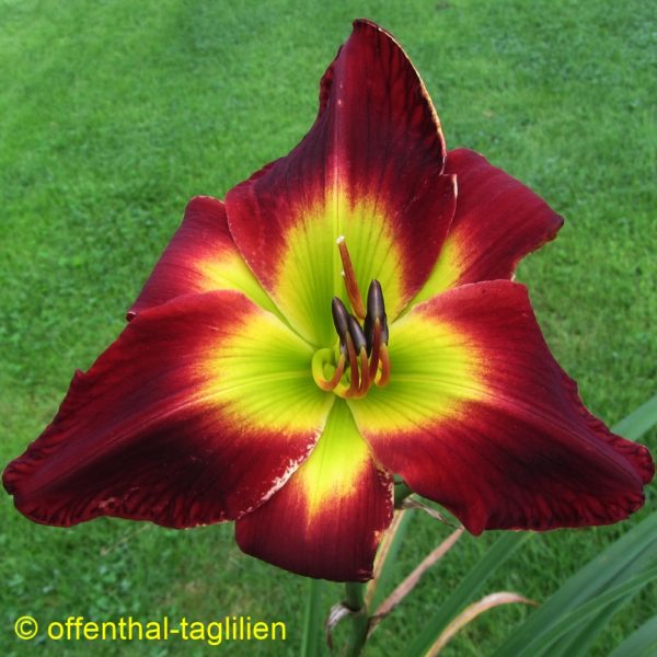 'Jack In The Green' - Image 2