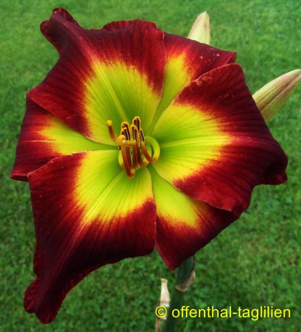 Hemerocallis / Taglilie 'Jack In The Green'