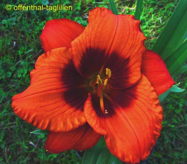 Hemerocallis / Taglilie 'Karl Hof'