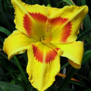 ‚King George‘