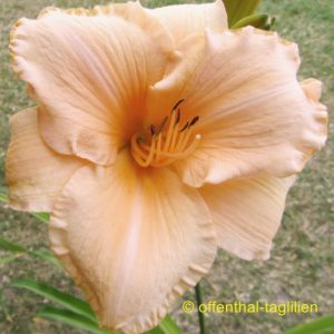 ‚King Porcellain‘