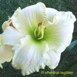 ‚Knights In White Satin‘
