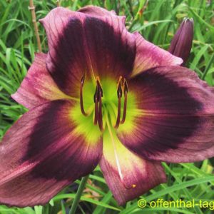‚Marc Hentschel‘