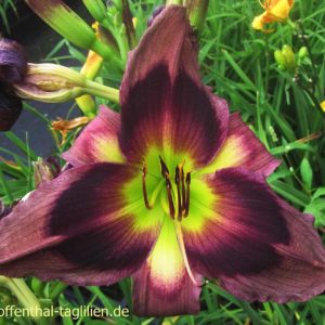 ‚Marc Hentschel‘