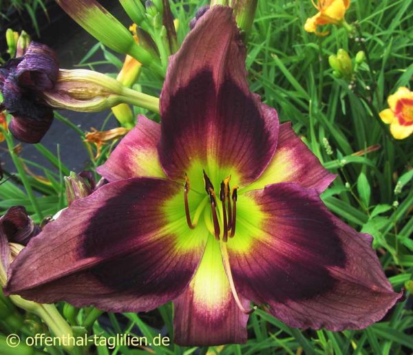 Hemerocallis / Taglilie 'Marc Hentschel'