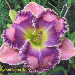 ‚Marina del Ray‘