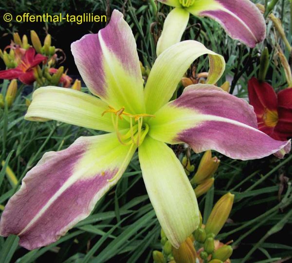 Hemerocallis / Taglilie 'Miss Jessie'