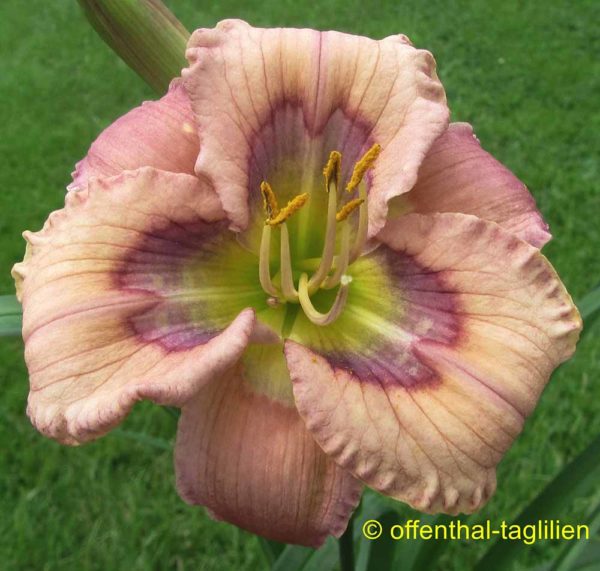 Hemerocallis / Taglilie 'Mississippi Blues'