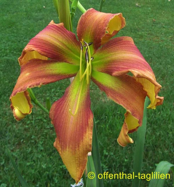 Hemerocallis / Taglilie 'Monacasy Summer Mist'