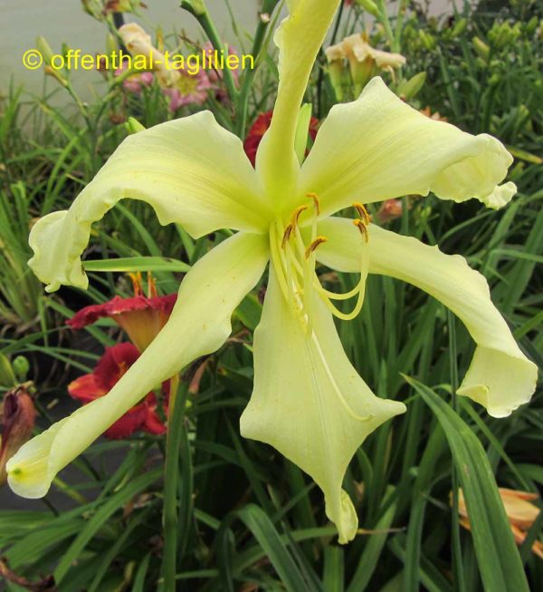 Hemerocallis / Taglilie 'Moonlit Summerbird'