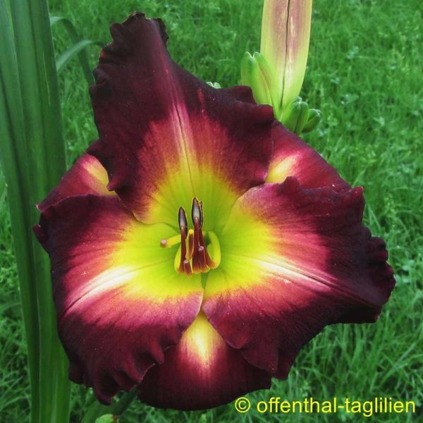 Hemerocallis / Taglilie 'Needed Time' 3