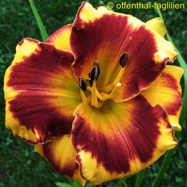 Hemerocallis / Taglilie 'Proudest Monkey' 22