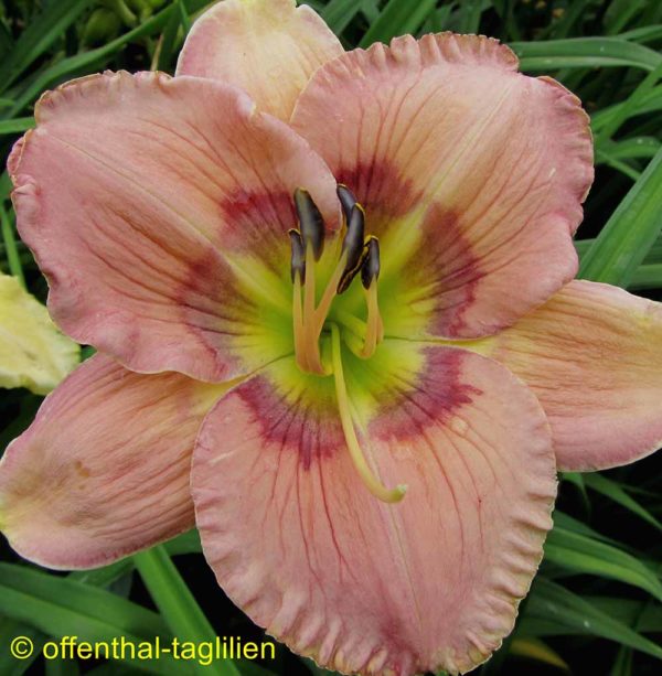 Hemerocallis / Taglilie 'Rainbow Eyes'