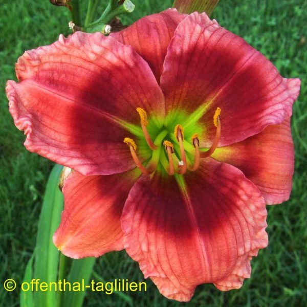 Hemerocallis / Taglilie 'Red Light Green Light'