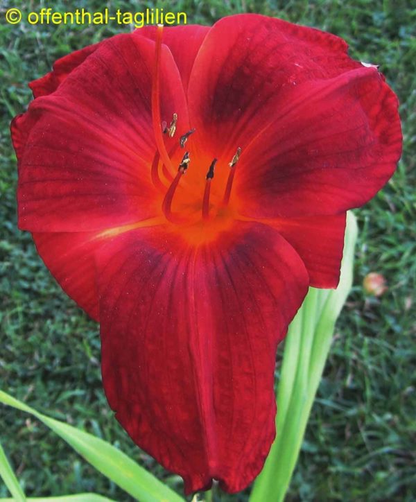 Hemerocallis / Taglilie 'Red Rogue'