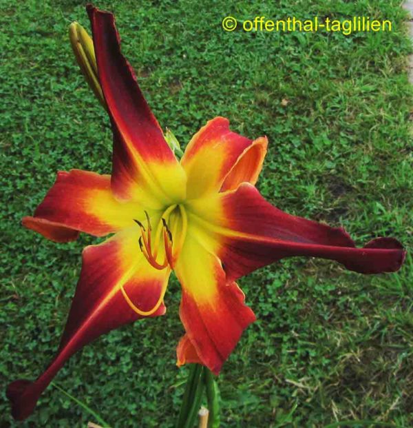 Hemerocallis / Taglilie 'Red Suspenders'