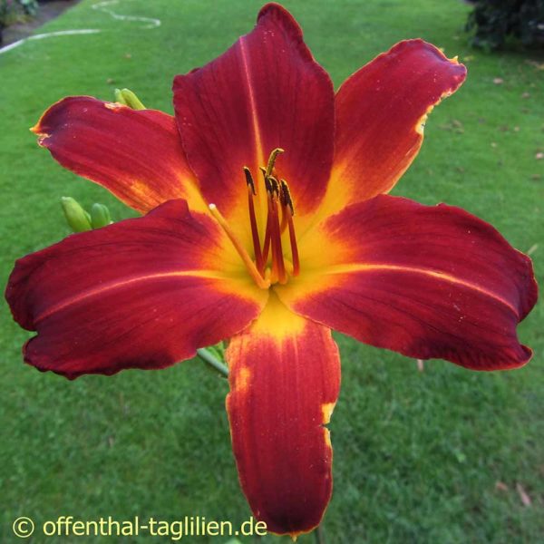 Hemerocallis / Taglilie 'Red Tallboy'