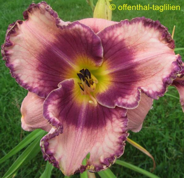 Hemerocallis / Taglilie 'Regal Braid'