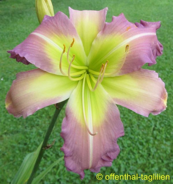 Hemerocallis / Taglilie 'Regency Heights'