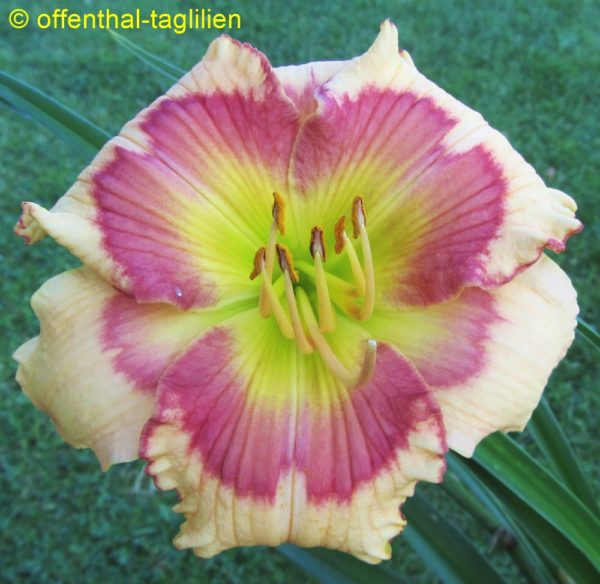 'Reigning Sunshine'