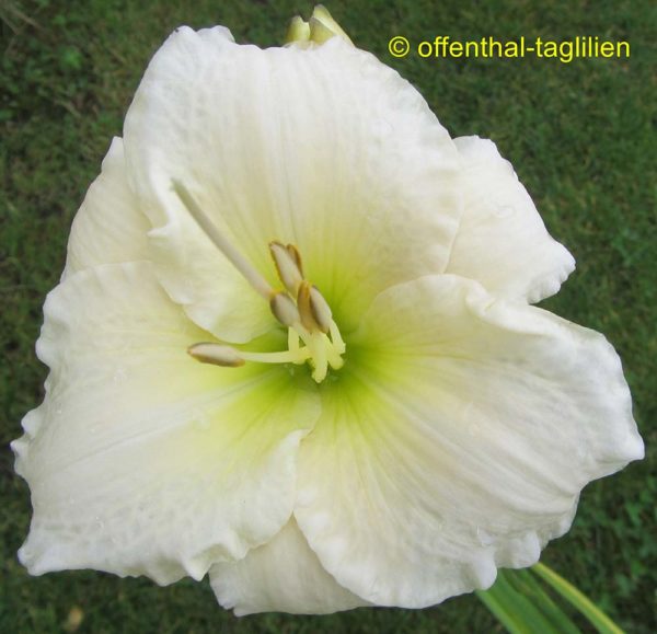 Hemerocallis / Taglilie 'Rime Ice'