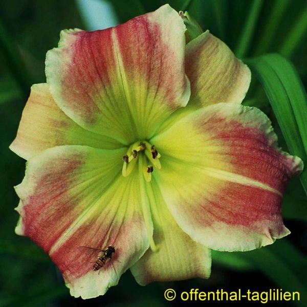 Hemerocallis / Taglilie 'Riseman's Flame'