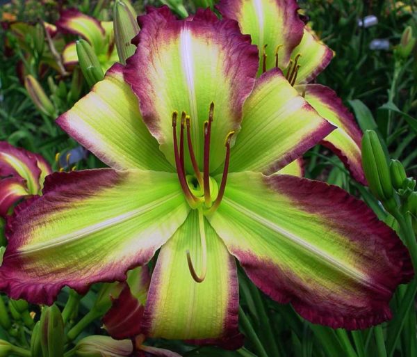 Hemerocallis / Taglilie 'Rose F. Kennedy'