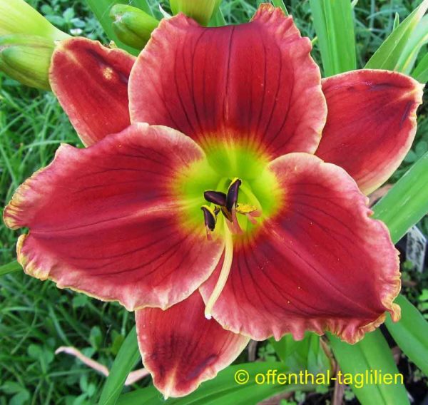 Hemerocallis / Taglilie 'Roses In Snow'