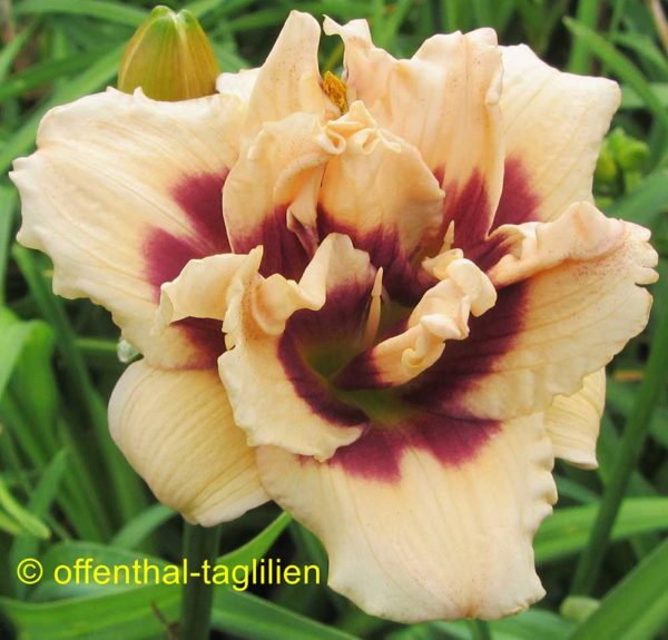 Hemerocallis / Taglilie 'Roswitha'