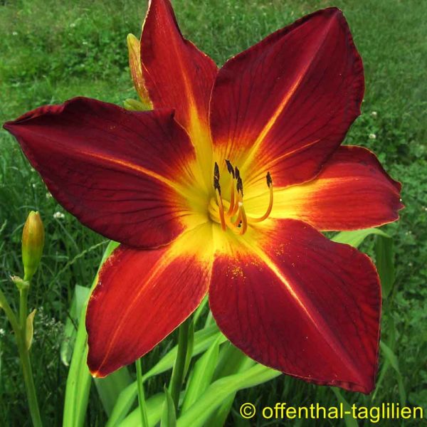 Hemerocallis / Taglilie 'Ruby Spider'