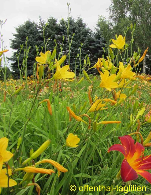 Hemerocallis / Taglilie 'Rundblick'