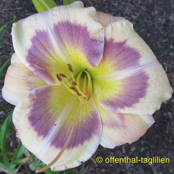 Hemerocallis / Taglilie 'Ruth Love'