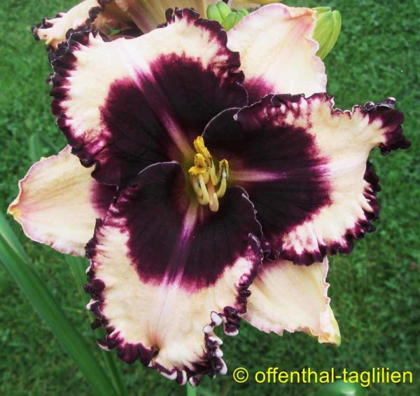 Hemerocallis / Taglilie 'Sabine Baur'