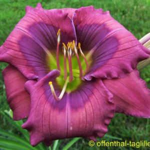 ‚Sachsen Blue Diana‘