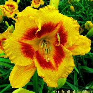 ‚Sachsen Blutauge‘