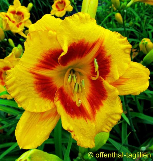 Hemerocallis / Taglilie 'Sachsen Blutauge'
