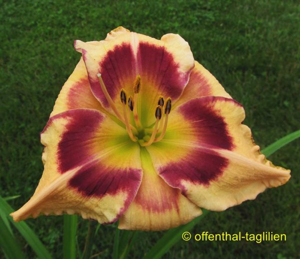 Hemerocallis / Taglilie 'Sachsen Blühwunder'