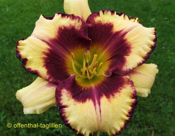 Hemerocallis / Taglilie 'Sachsen Deutsche Eiche'