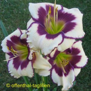 ‚Sachsen Esther‘