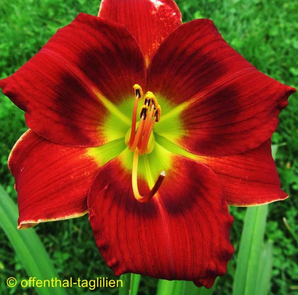 Hemerocallis / Taglilie 'Sachsen Fresh Red'