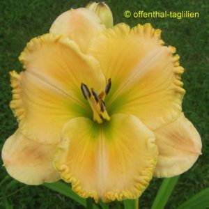 ‚Sachsen Grünling‘