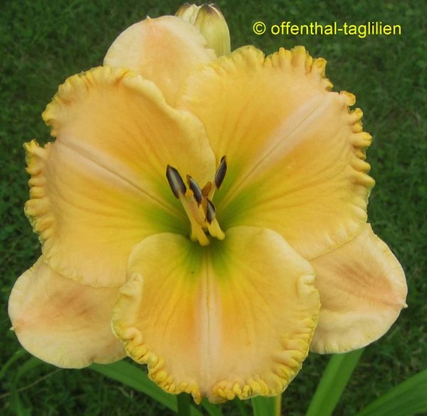 Hemerocallis / Taglilie 'Sachsen Grünling'