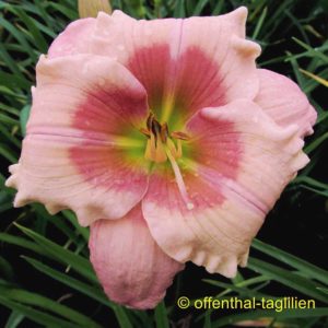 ‚Sachsen Little Ingrid‘