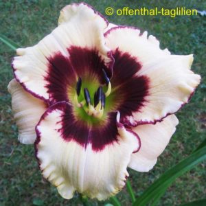 ‚Sachsen Meissen‘