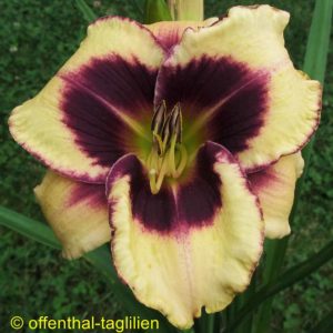 ‚Sachsen Plicata‘