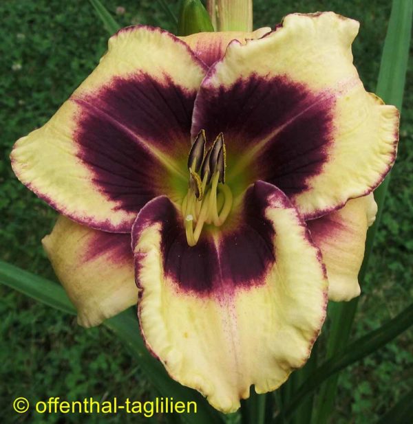 Hemerocallis / Taglilie 'Sachsen Plicata'