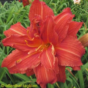 ‚Sachsen Red Double‘
