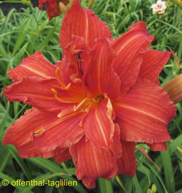 Hemerocallis / Taglilie 'Sachsen Red Double'