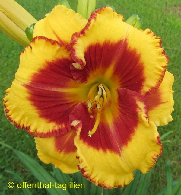 Hemerocallis / Taglilie 'Sachsen Tannenbaum'